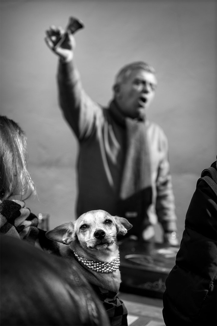 A person raises an arm beside a dog.